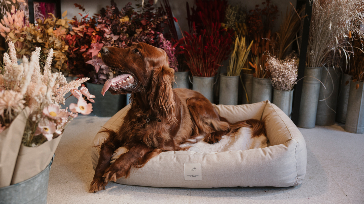 Dog beds