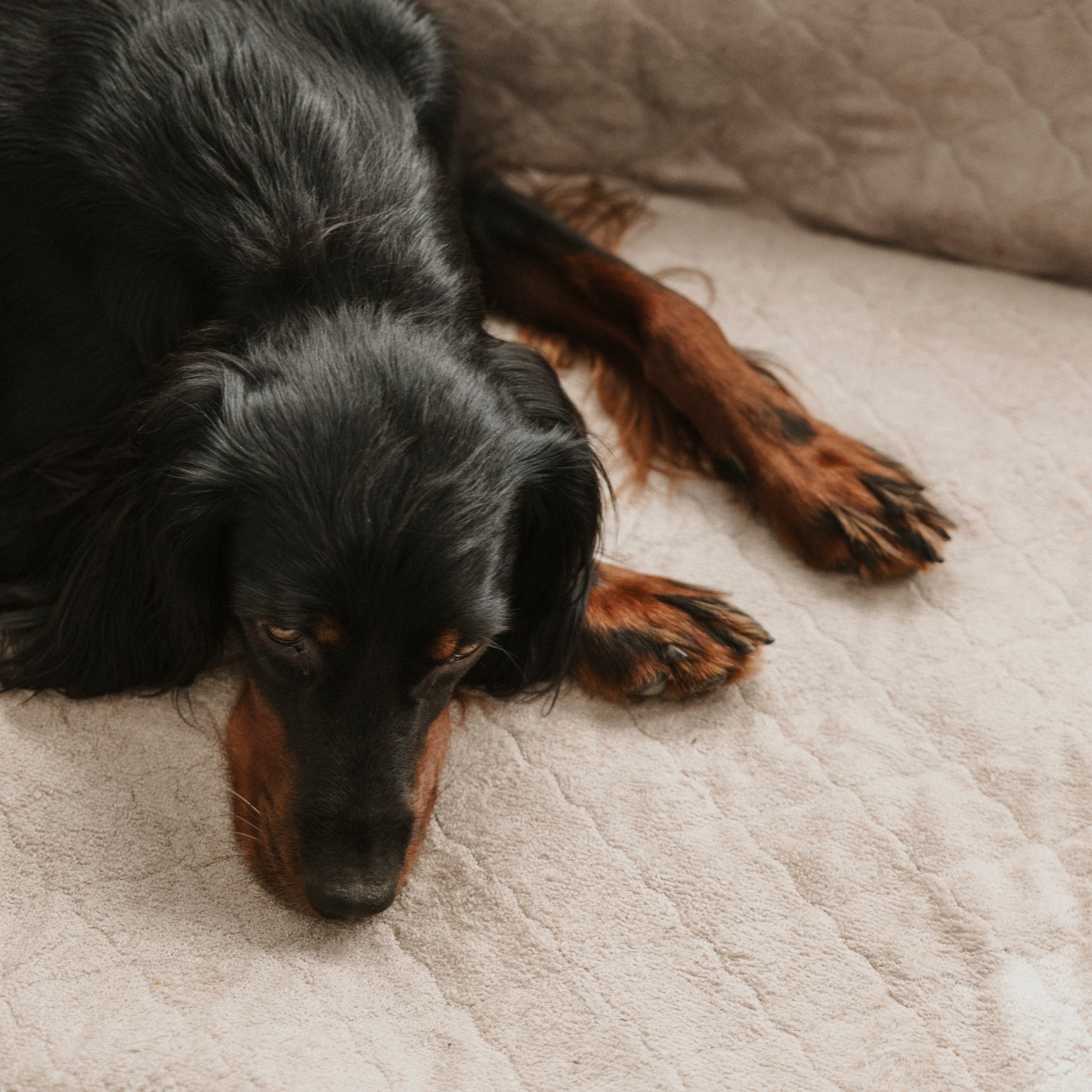 Nordic Sleep x Siccaro dog bed - Sand/Beige - M