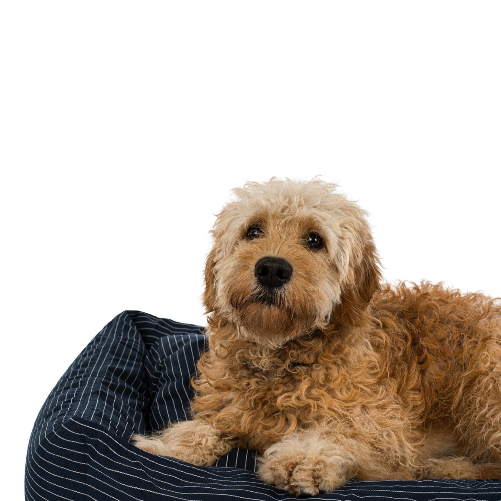 Dog Bed Navy pinstripe Medium - 70x90