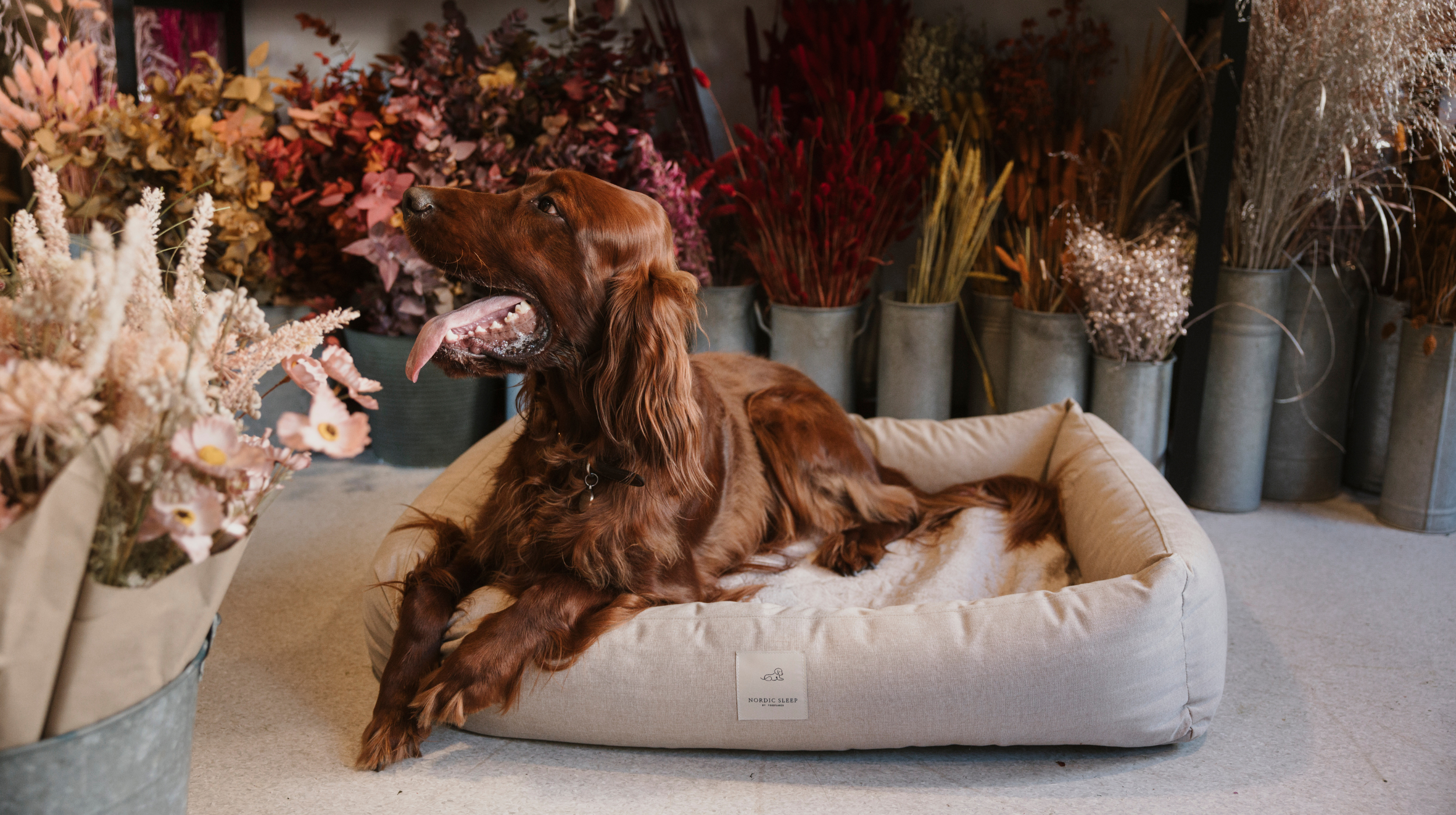 Dog beds